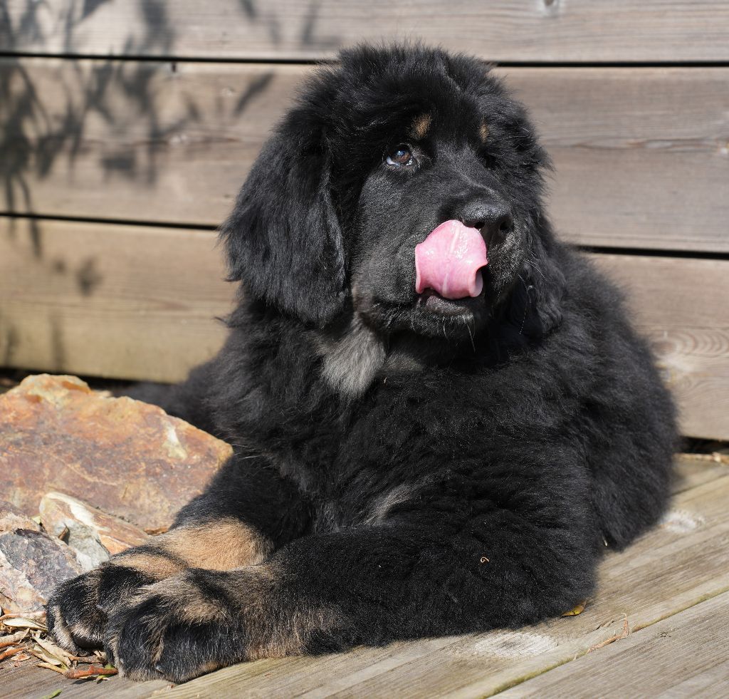 De L'île Aux Bambous - Chiots disponibles - Dogue du Tibet