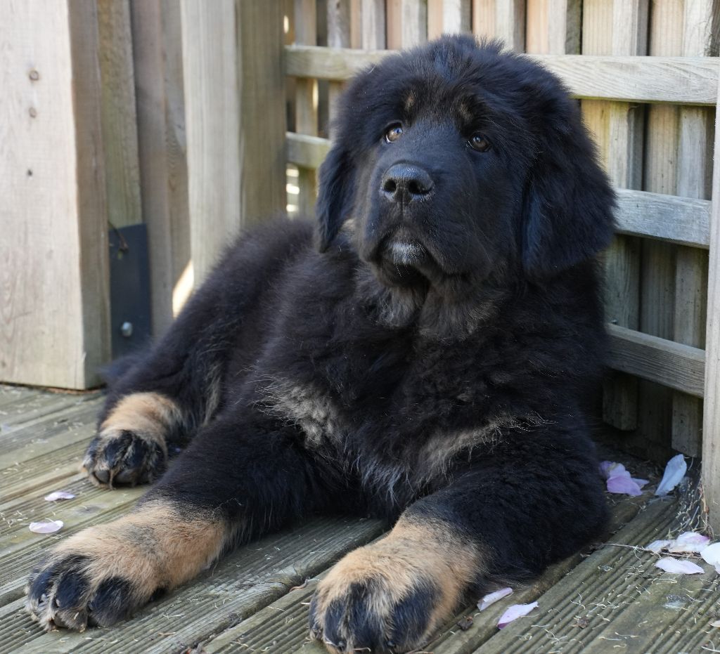 De L'île Aux Bambous - Chiots disponibles - Dogue du Tibet
